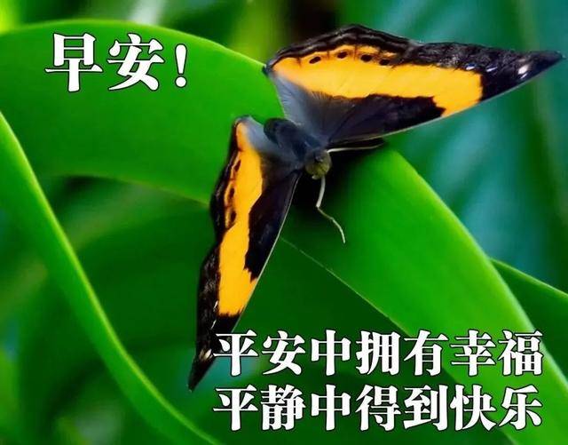 2024澳门四不像解析图|精选资料解析大全