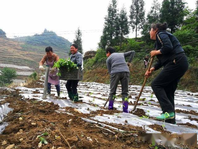 纳雍县百兴镇最新消息
