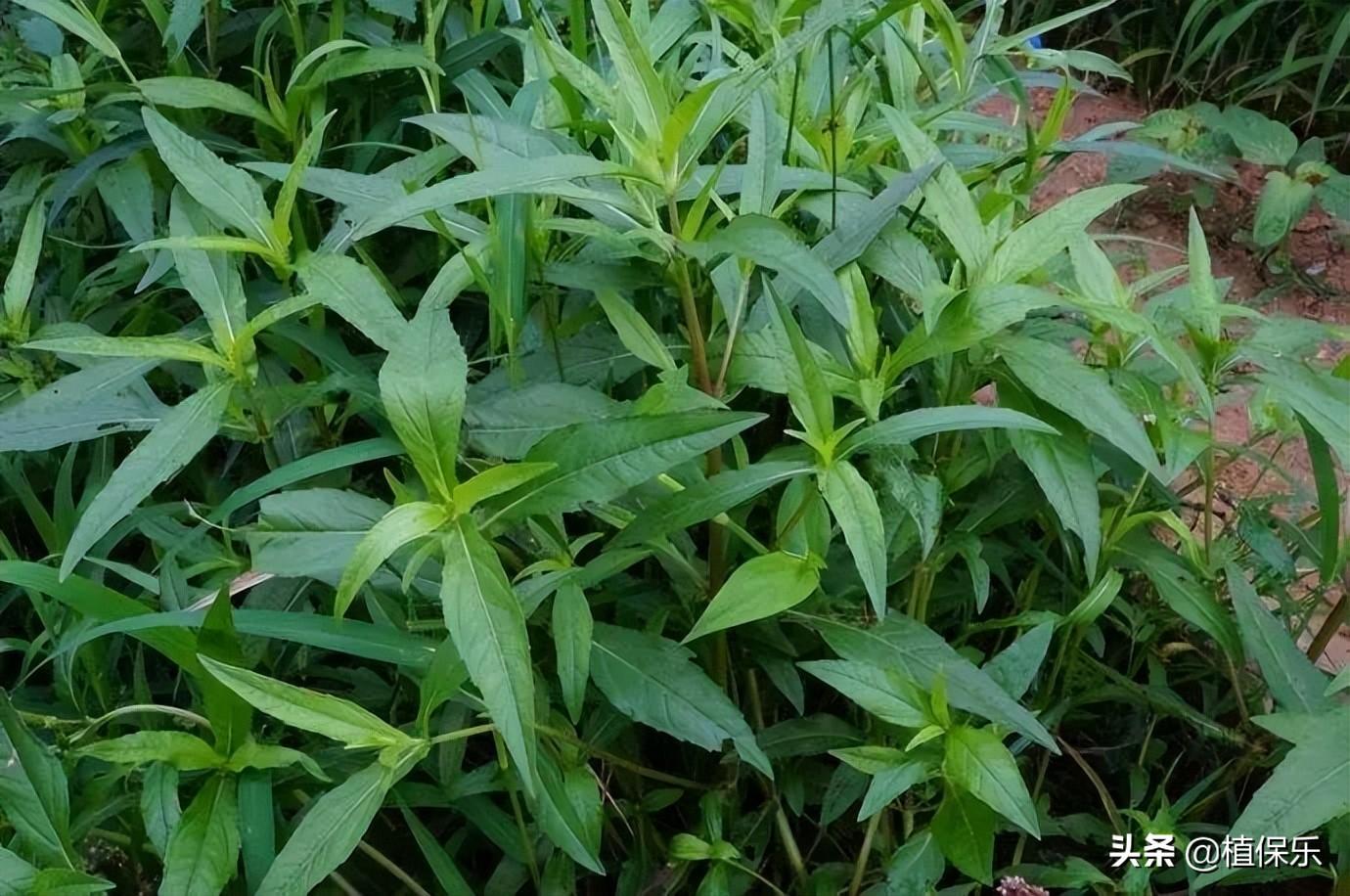 16年水稻最新除草剂