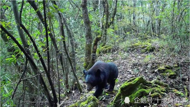 四不像惊现湖北堵河源保护区|精选资料解析大全
